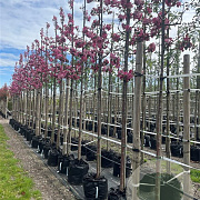 Malus 'Rudolph' 10-12 HO container