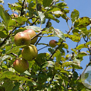 Malus sylvestris 10-12 HO container