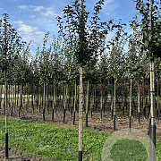 Mespilus g. 'Westerveld' 10-12 HA container