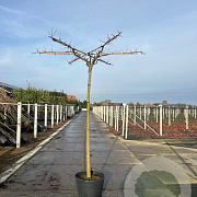Morus alba 'Fruitless' 10-12 HO container dakvorm