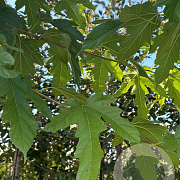 Morus alba 'Fruitless' 12-14 HO container