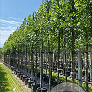 Morus alba 12-14 HO container
