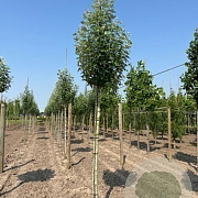 Populus alba 'Raket' 8-10 HO container