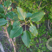 Populus balsamifera 8-10 HO container
