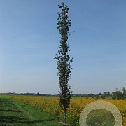 Populus tremula 8-10 HO container