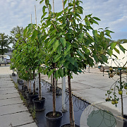 Prunus a. 'Regina' 10-12 HA container
