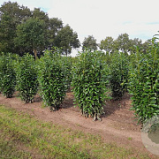 Prunus laurocerasus 'Genolia' 16-18 HO container