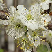 Prunus maackii 'Amber Beauty' 12-14 HO container