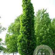 Quercus warei Regal Prince 8-10 HO container geveerd