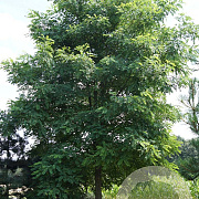 Robinia pseudoacacia 14-16 HO draadkluit