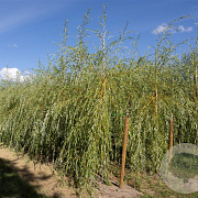 Salix sepulcralis 'Chrysocoma' 10-12 HO container