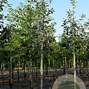 Sorbus aria 'Magnifica' 6-8 HO container