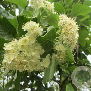 Sorbus incana 14-16 HO container