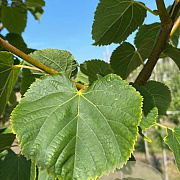 Tilia cordata 'Winter Orange' 12-14 HO container