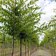 Zelkova serrata 14-16 HO volle grond 3 X verplant