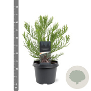 Sequoiadendron giganteum 25-30 cm 3,5L