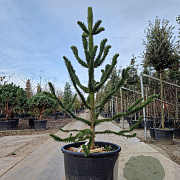 Araucaria araucana 190-200 cm container