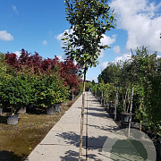 Elaeagnus ebbingei 180 cm stam container 6-8