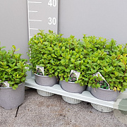 Mentha piperita P14