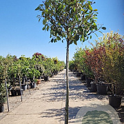 Photinia fraseri 'Red Robin' 140 cm stam container bol 50-60
