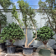 Quercus suber 450-500 cm cont. 230L meerstammig