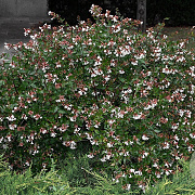Abelia grandiflora GM 2,0L