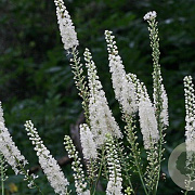 Actaea racemosa GM P9