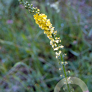 Agrimonia eupatoria GM P9
