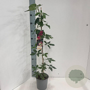 Akebia quinata 60-70 cm 2,0L met stok