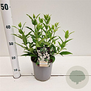 Deutzia gracilis 25-30 cm 2,0L