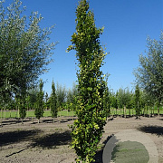 Fagus syl. 'Dawyck' 200-225 cm 15L