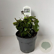Hedera hib. 'Arbori Compact' 25-35 cm P17