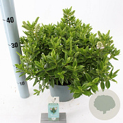 Hebe Hebedonna Jenna 20-25 cm 2,0L