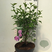 Hibiscus syr. 'Ardens' 50-60 cm 7,5L