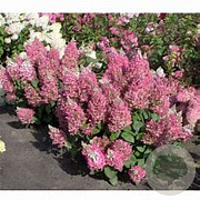 Hydrangea pan. Candlelight 60 cm stam 7,5L