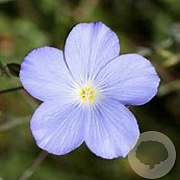 Linum perenne 'Saphir' GM P9