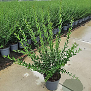 Ligustrum vulg. 'Atrovirens' 80-100 cm 7,5L