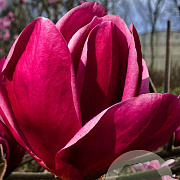 Magnolia 'Shirazz' 175-200 cm 20L