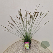 Molinia caerulea 'Moorhexe' 45-50 cm 4,0L