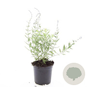 Perovskia 'Blue Spire' GM 1.5