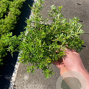 Potentilla f. 'Red Ace' GM 1.5
