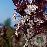 Prunus cistena 110 cm stam 10L