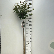 Prunus nipponica 'Brillant' 120 cm stam 7,5L
