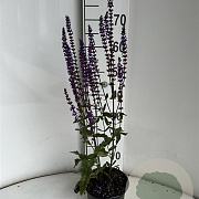 Salvia nem. 'Caradonna' GM 2,0L