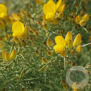 Ulex europaeus GM 2,0L