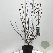 Viburnum burkw. 'Anne Russell' 60-80 cm 7,5L