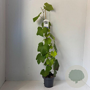Vitis 'Boskoop Glory' 80-100 cm 2,0L