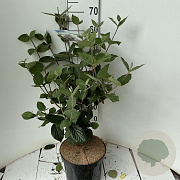 Viburnum carlcephalum 60-80 cm 7,5L