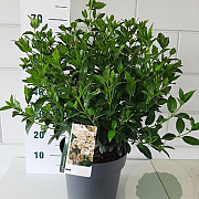 Viburnum tinus 40 cm 10L