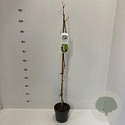 Vitis 'Vroege van der Laan' 80-100 cm 2,0L